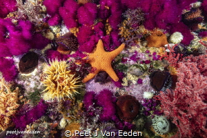 Rhapsody in Purple by Peet J Van Eeden 